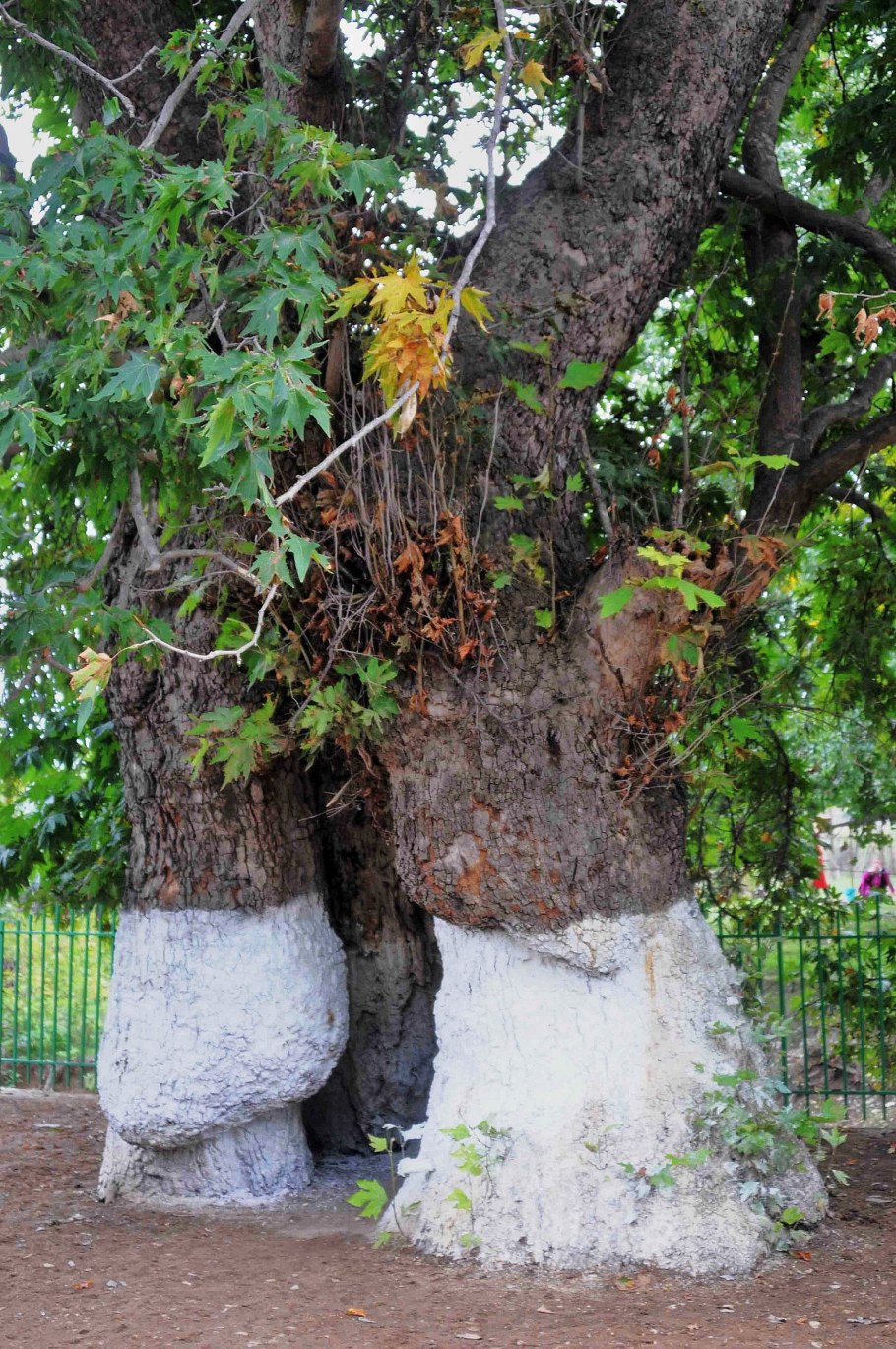Платановое дерево в Дербенте