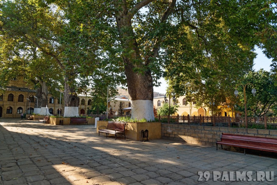 Платан дерево в Дербенте мечеть