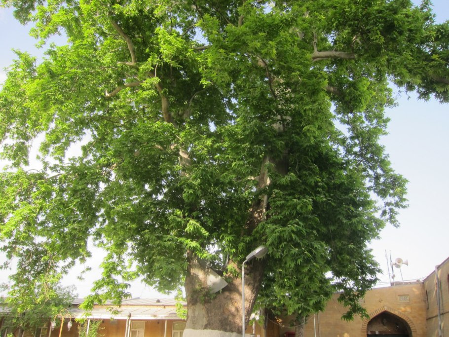 Платан в с. Нютюг