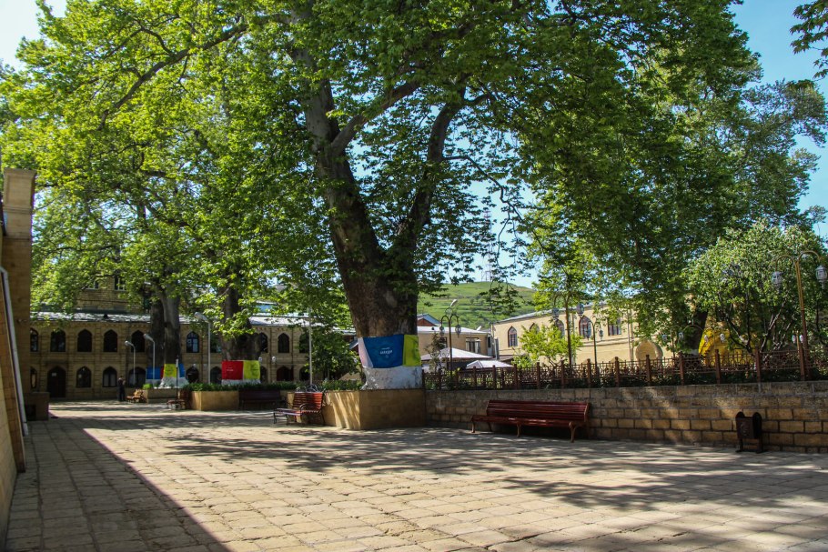 Платан в Дербенте во дворе мечети