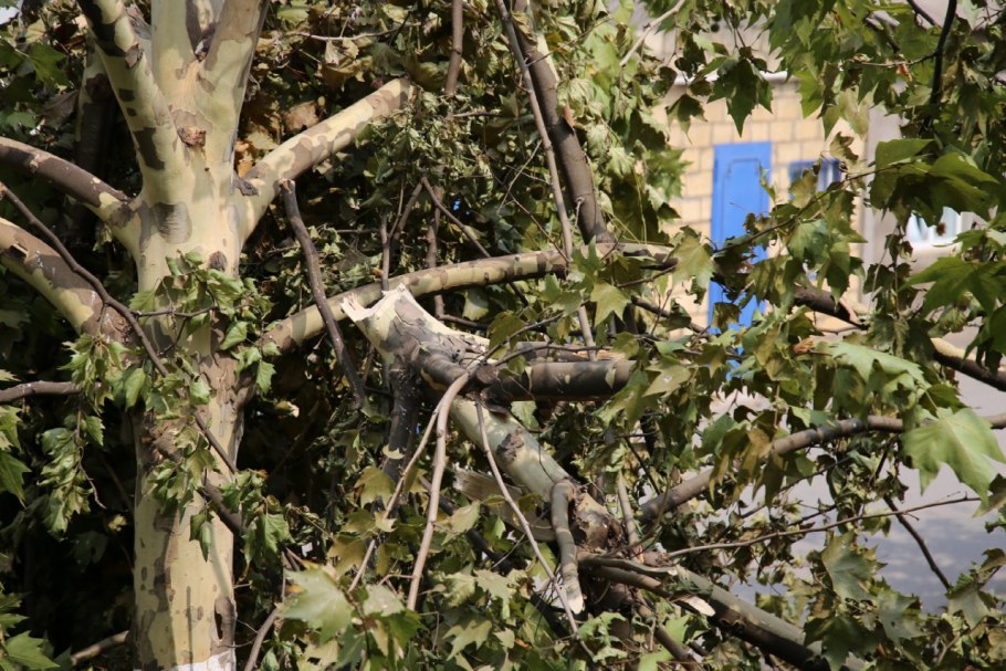 Дерево Платан в Дербенте