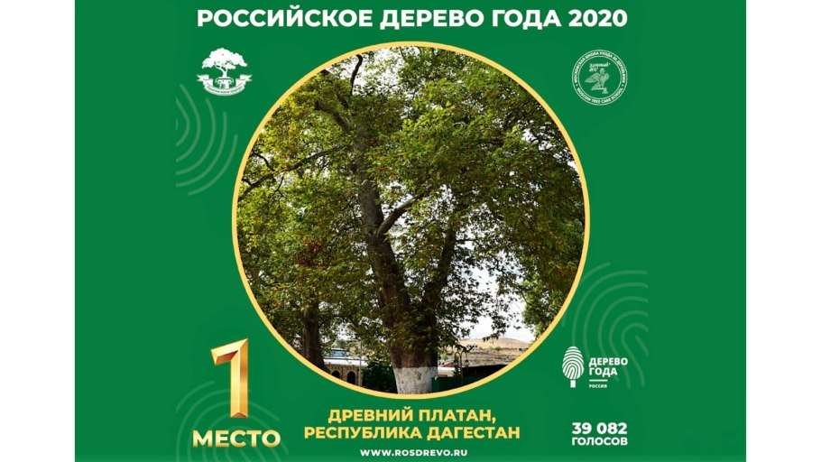 Деревья Чинар Дербент