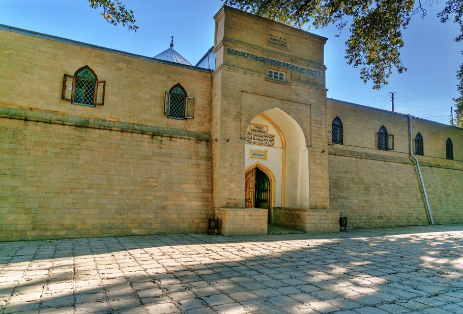 Платан Симферополь дерево