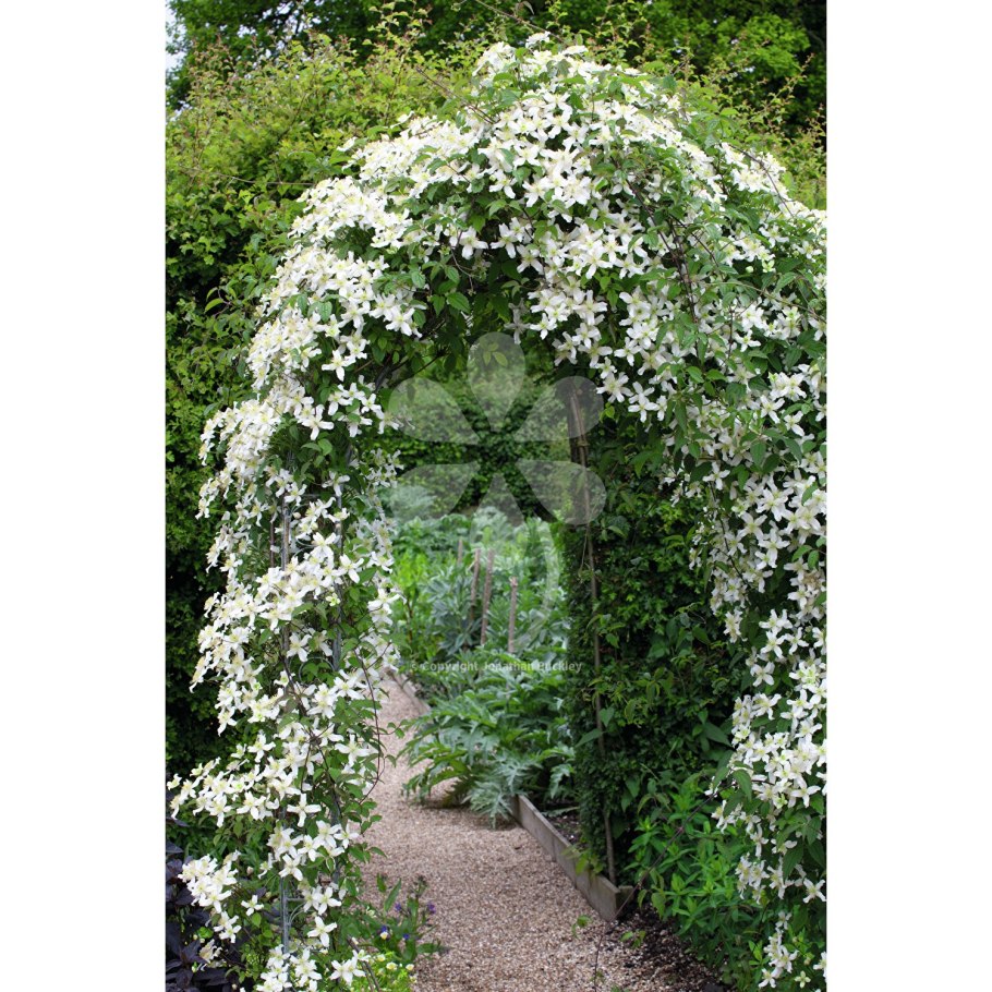 Клематисы в вертикальном озеленении