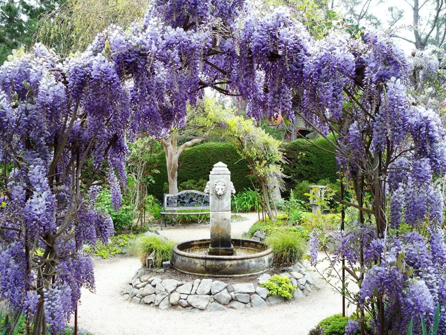 Клематис на перголе