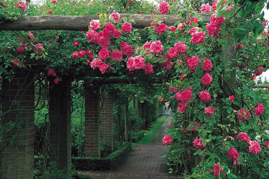 Глициния Вьюн