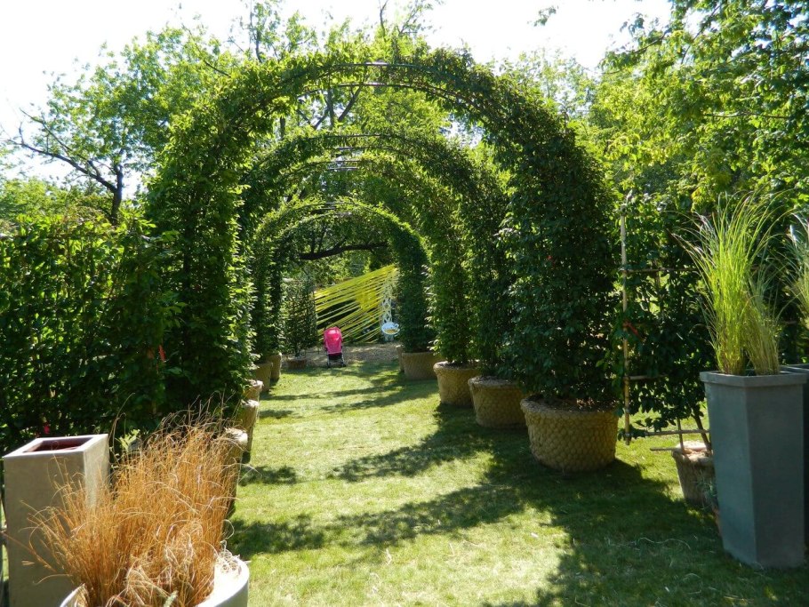 Вьюн ипомея