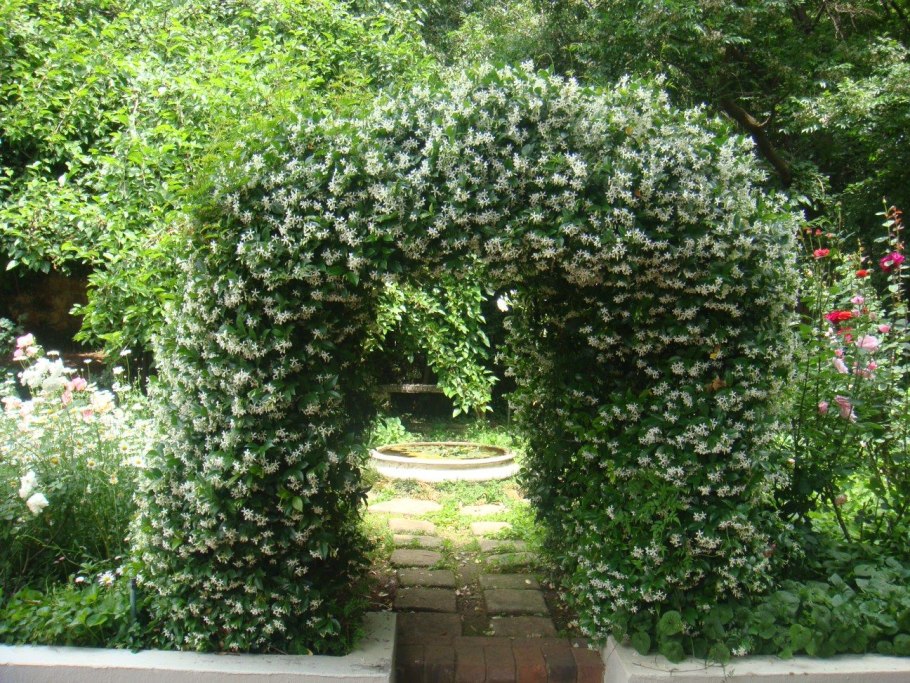 Плетущийся Жасмин уличный