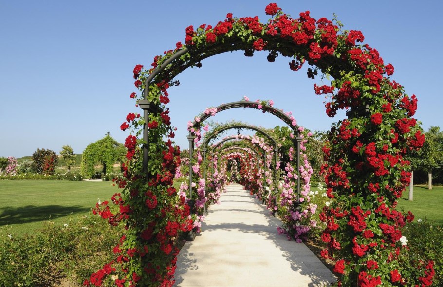 Роза плетистая Голден гейт