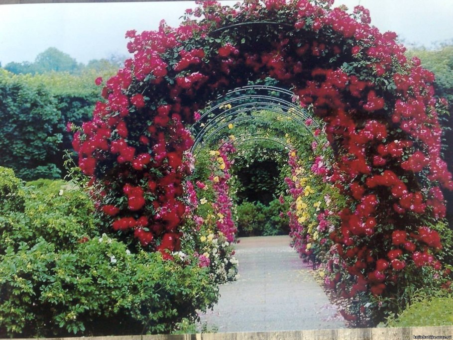 Клематис Жасмин