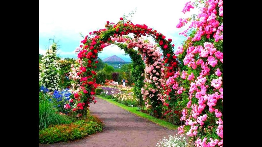 Клематис на садовой арке