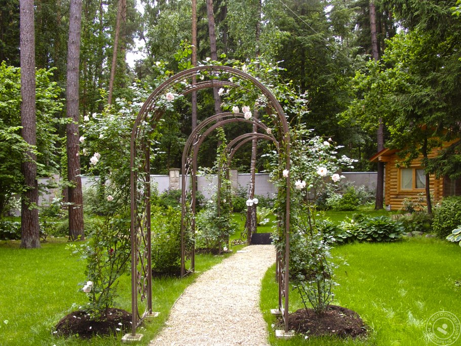 Клематис на перголе