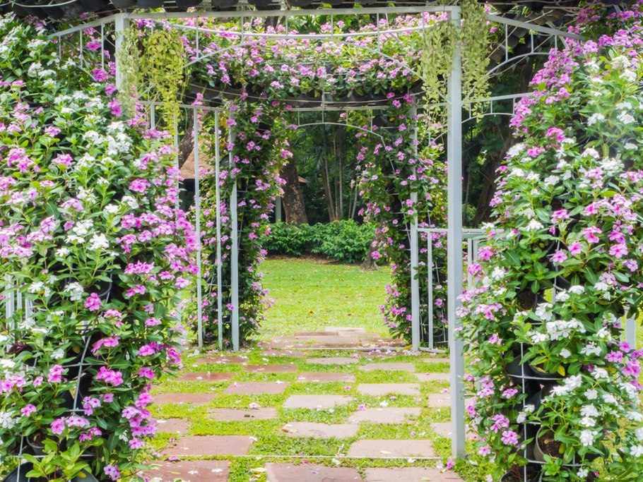 Клематис на садовой арке