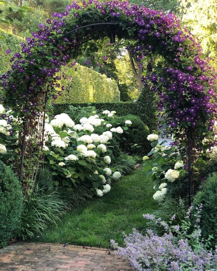 Клематис Жакмана на арке