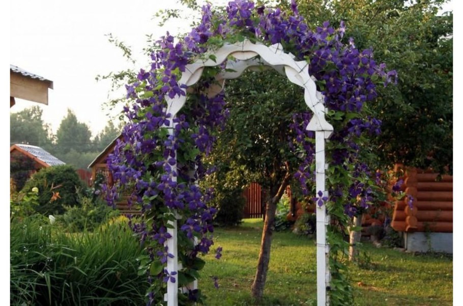 Гортензия anomala petiolaris