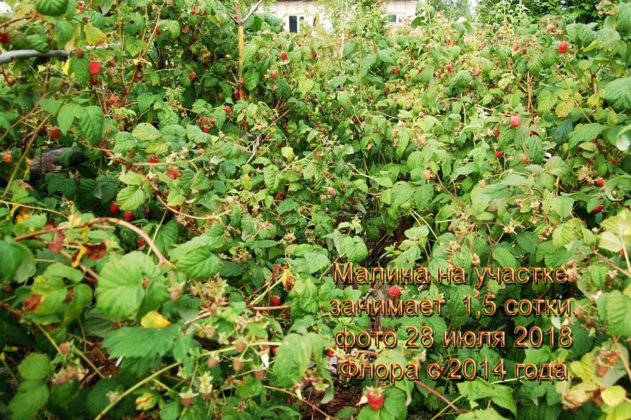 Садовая земляника размножается