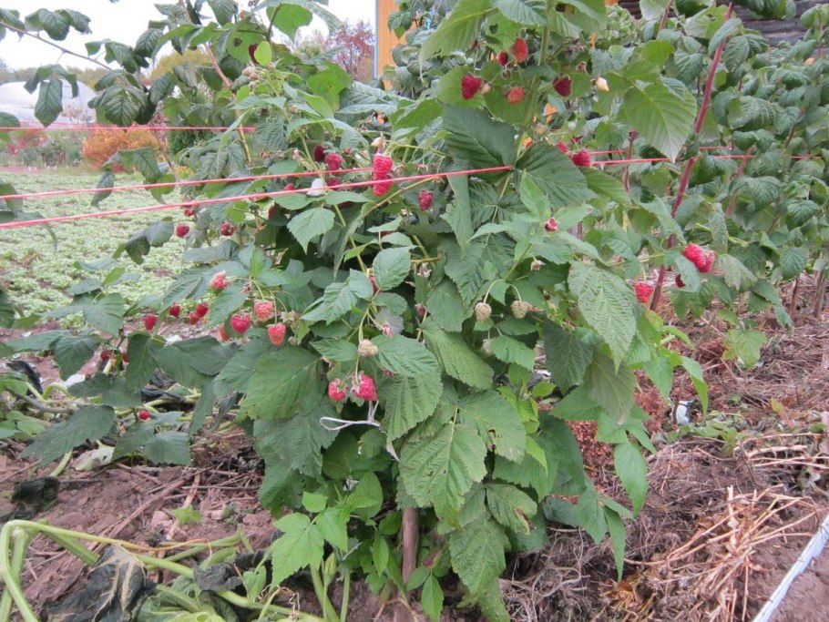 Ежевика сорт Агавам