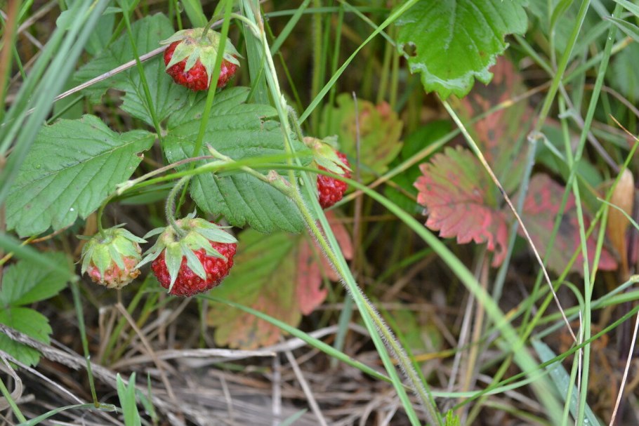 Укоренить ежевику черенками