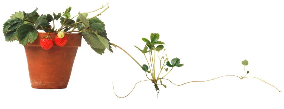 Обрезка ремонтантной малины