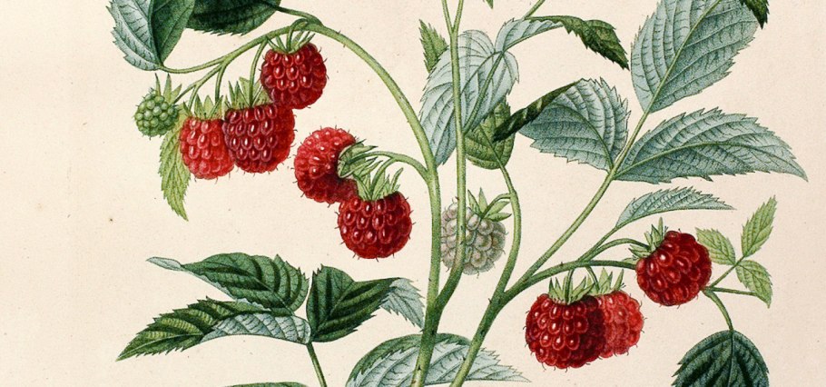 Стелющийся побег