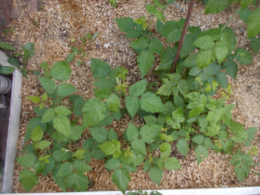 Земляника плющевидная