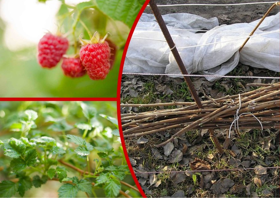 Кусты малины весной