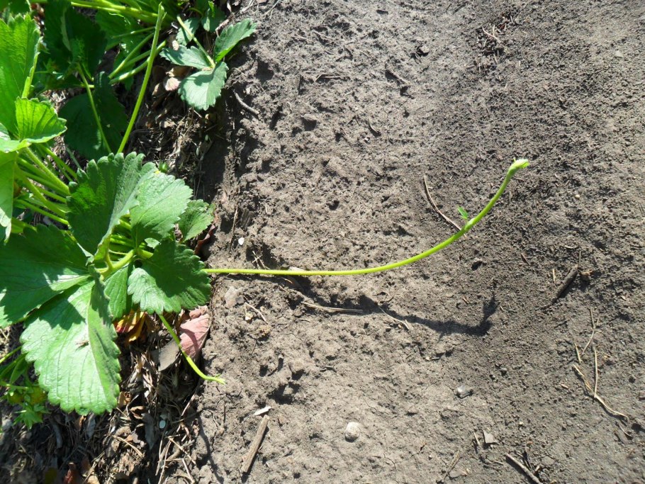 Искусственное вегетативное размножение отводки