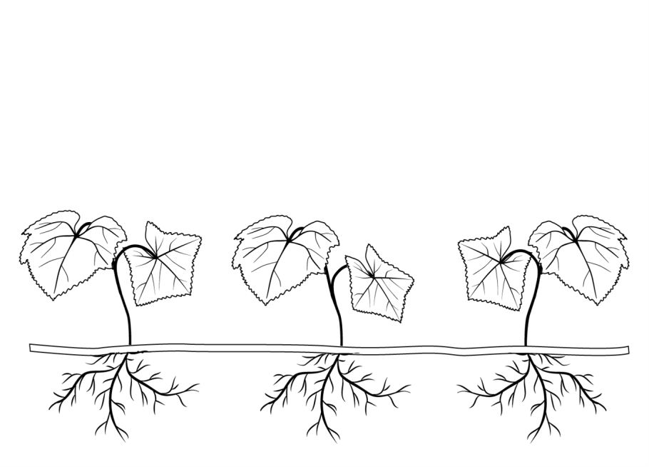 Малина размножается