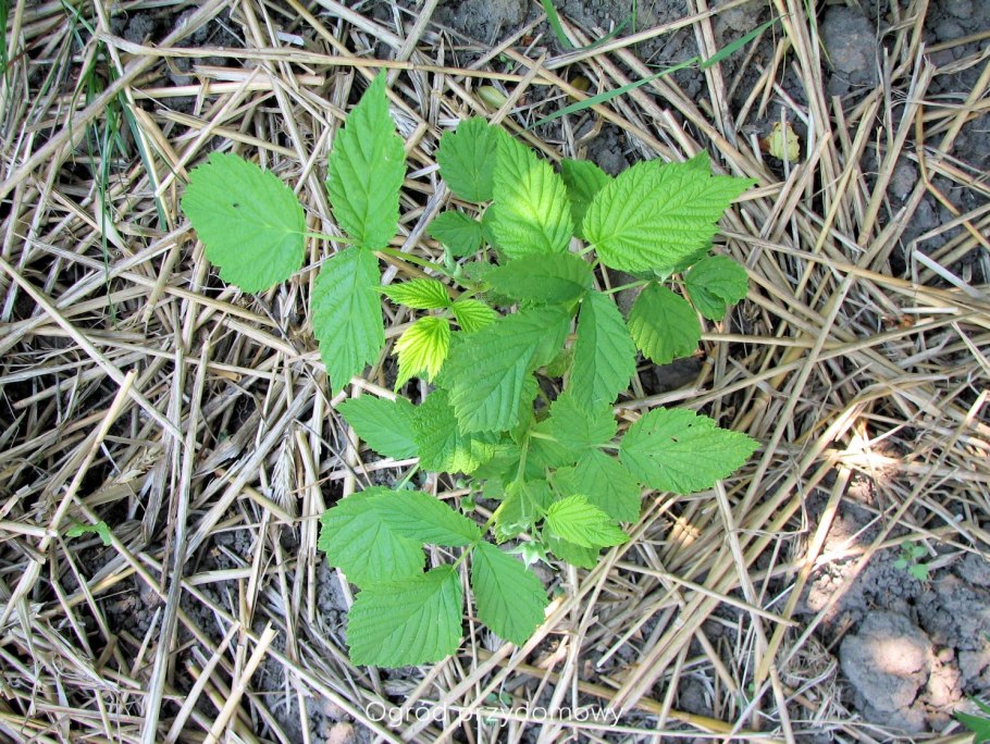 Ремонтантная малина в июне