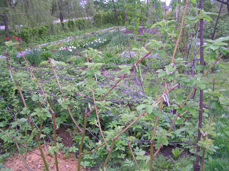 Сорт малины Малаховка