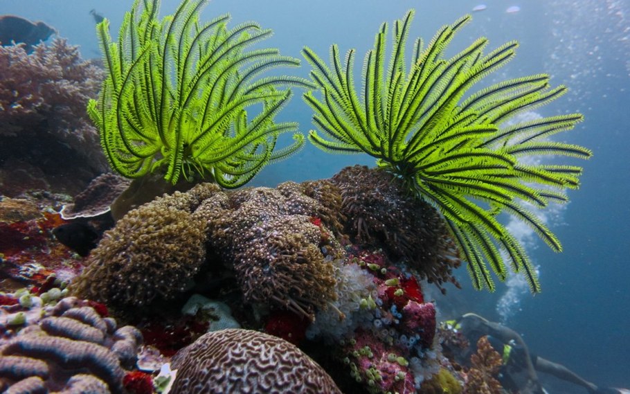 Underwater Plants