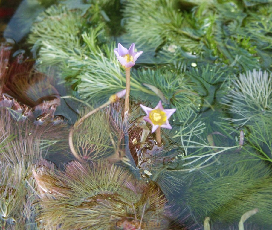 Зостера водоросль