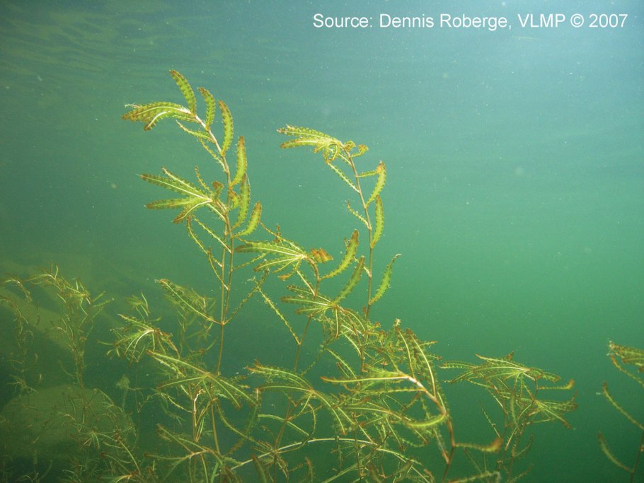 Растения большого барьерного рифа