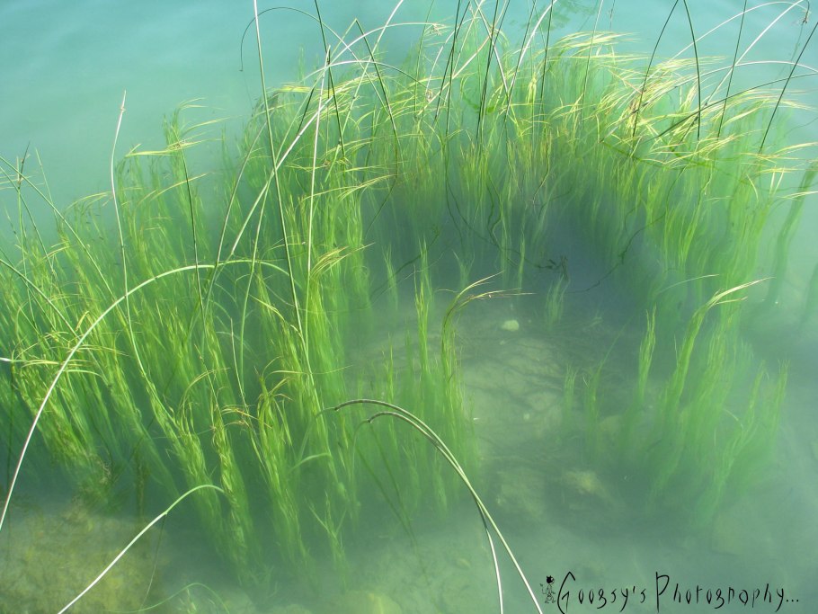 Подводные растения для пруда