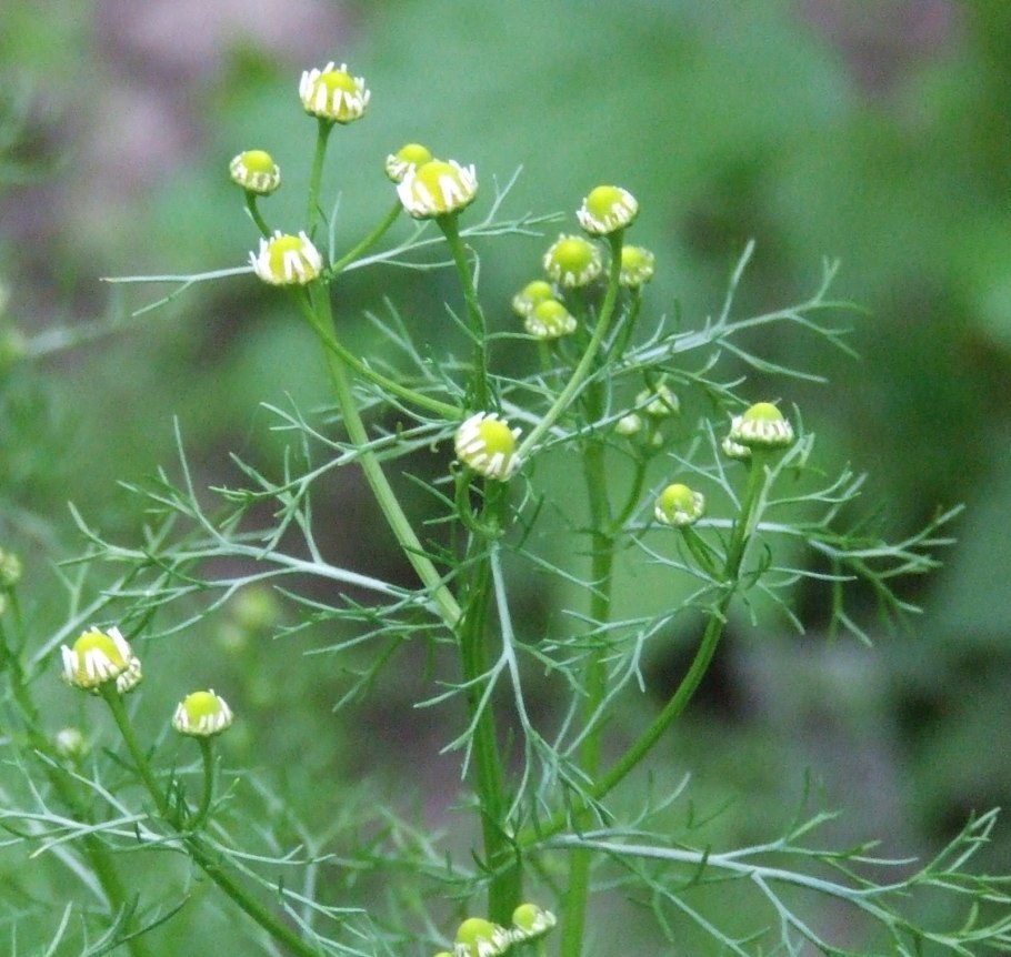 Ромашка душистая ГФ