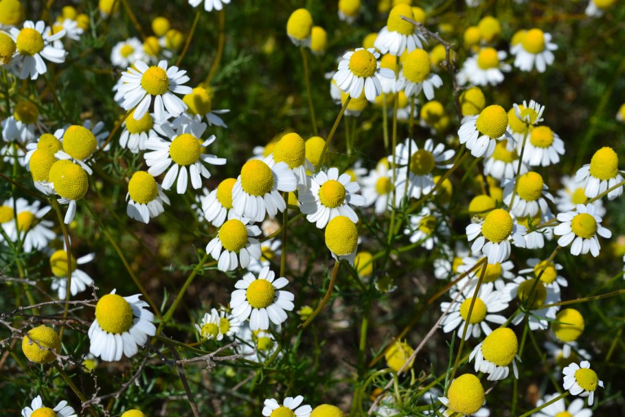 Matricaria Chamomilla