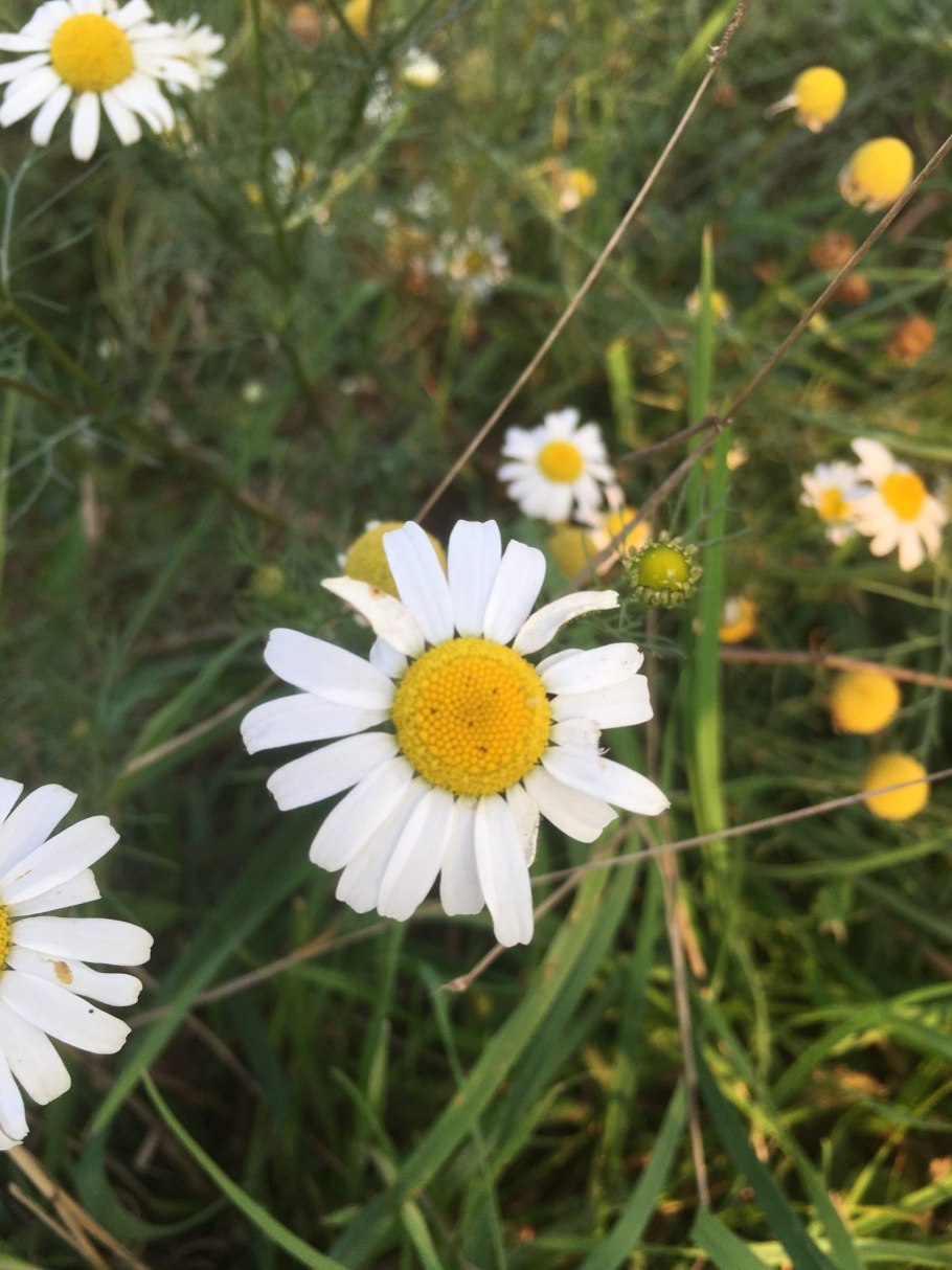 Ромашка аптечная в огороде