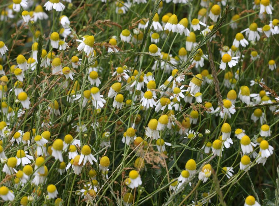 Ромашка цветки фильтр-пакеты 1,5г №20