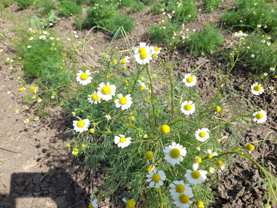 Луначарского 189 аптека Живика Екатеринбург