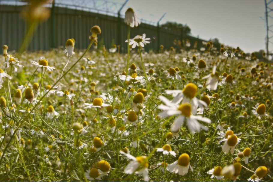 Аптекарская Ромашка