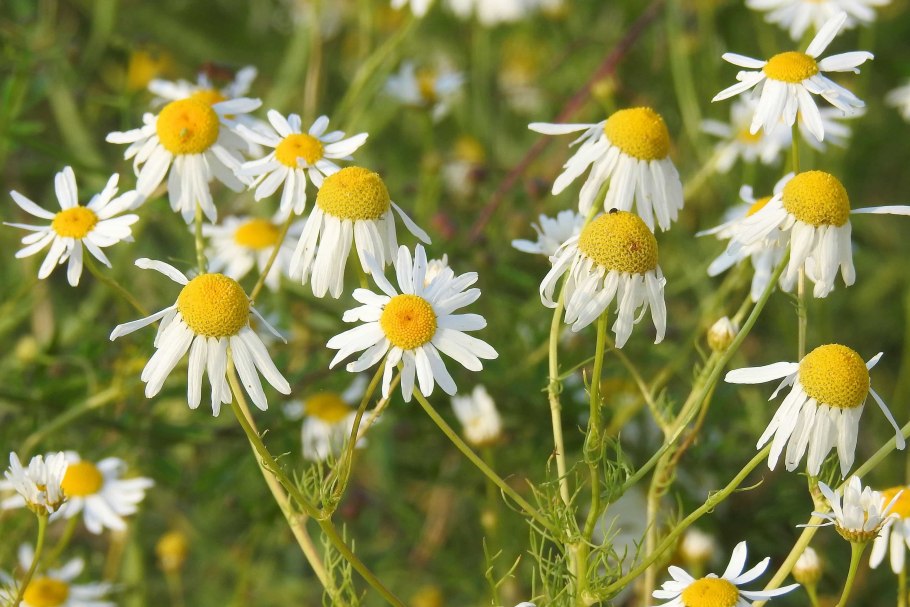Ромашка аптечная Германия