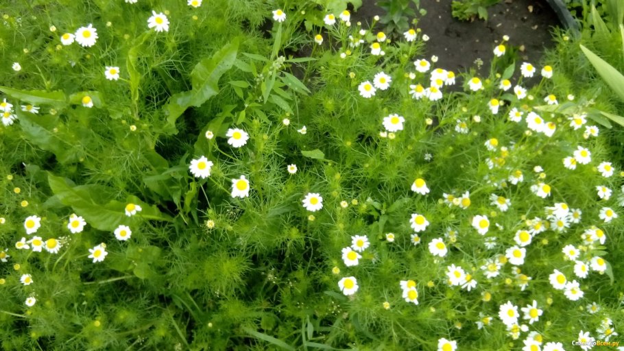 Ромашка лечебная маленькая