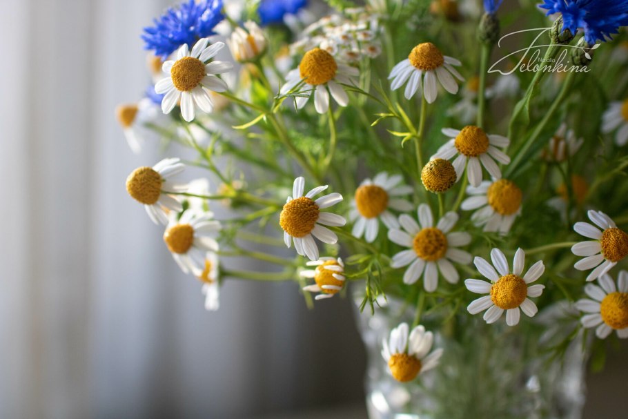 Ромашка аптечная в аптеке