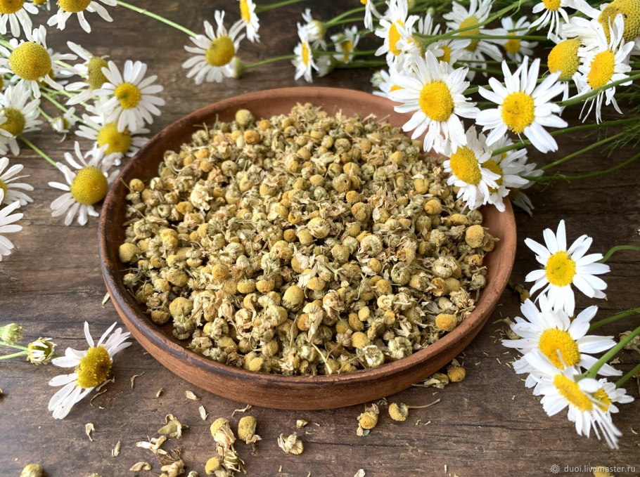 Соцветие ромашки аптечной