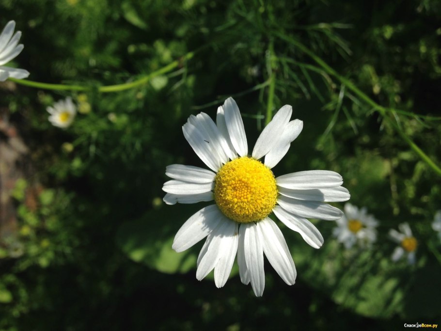 Цветок матрикария Хамомилла