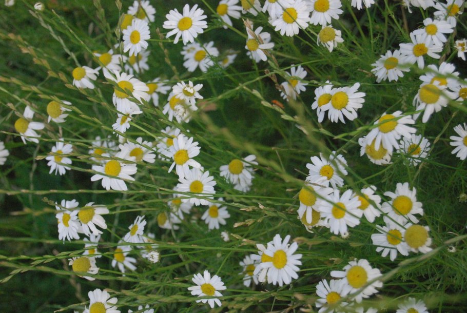 Фиточай 1.5г ф/пак 20 шт Ромашка