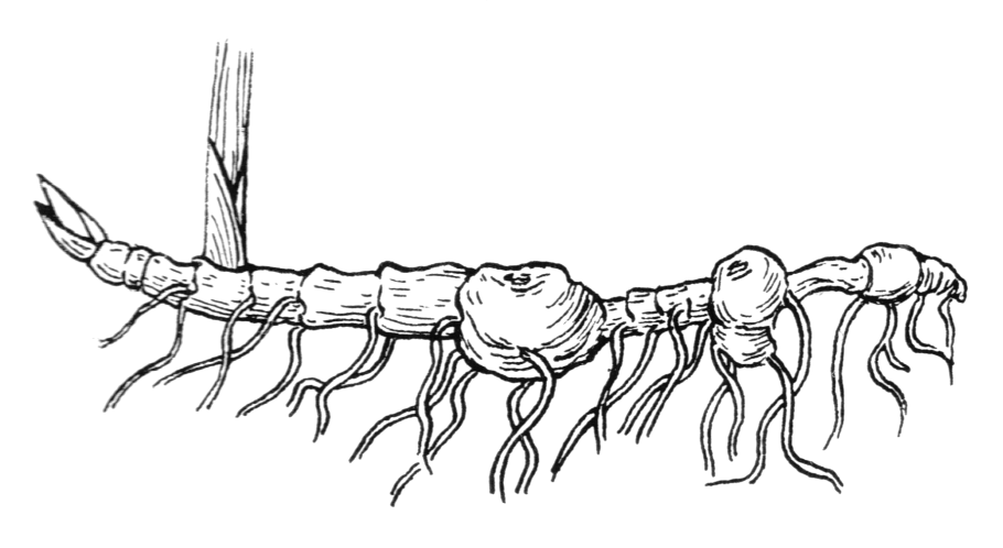 Рылей ползуций биологическая группа