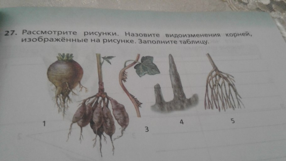 Видоизменения корней