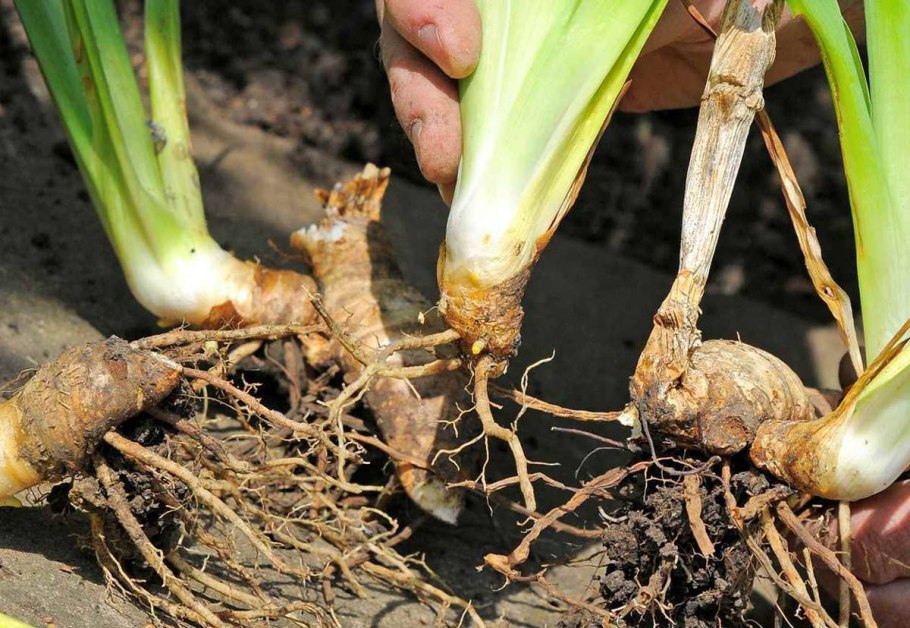 Контрактильные корни лука