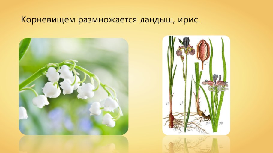 Размножение ландыша корневищем